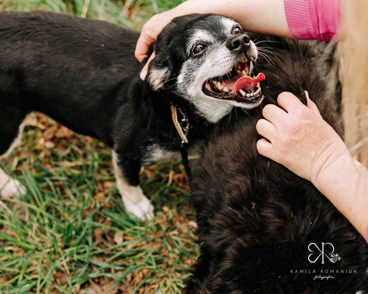 Senior Żabek do pilnej adopcji!