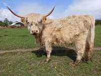 Jałówki szkockie Highland Cattle