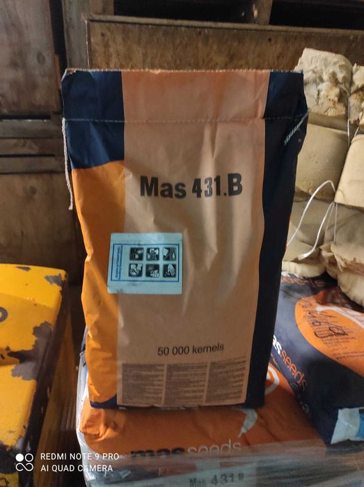 Sprzedam nasiona kukurydzy MAS431B
