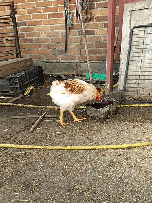 Koguty ozdobne czubatki