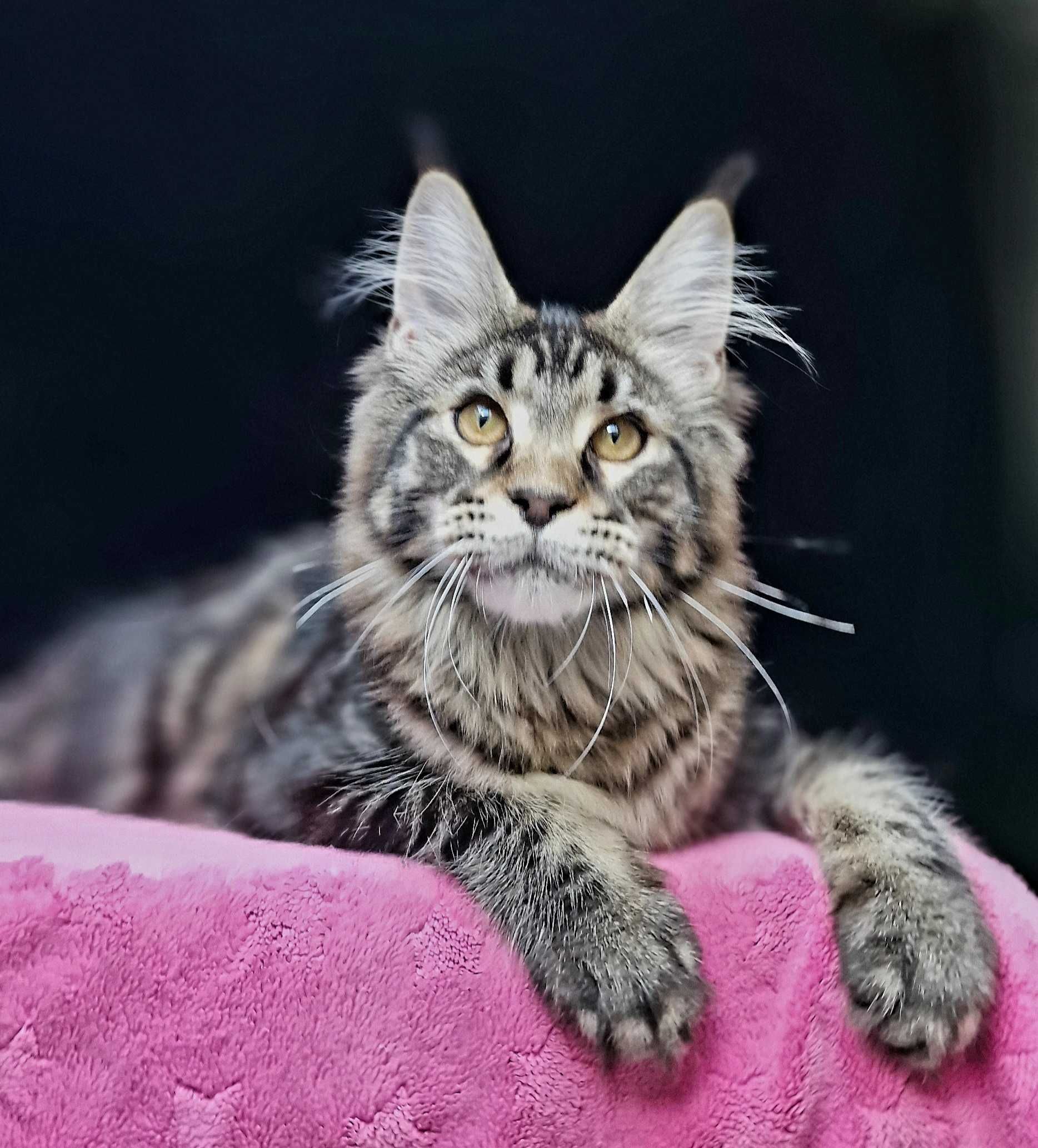 Maine coon, piękna kotka klasycznie pręgowana