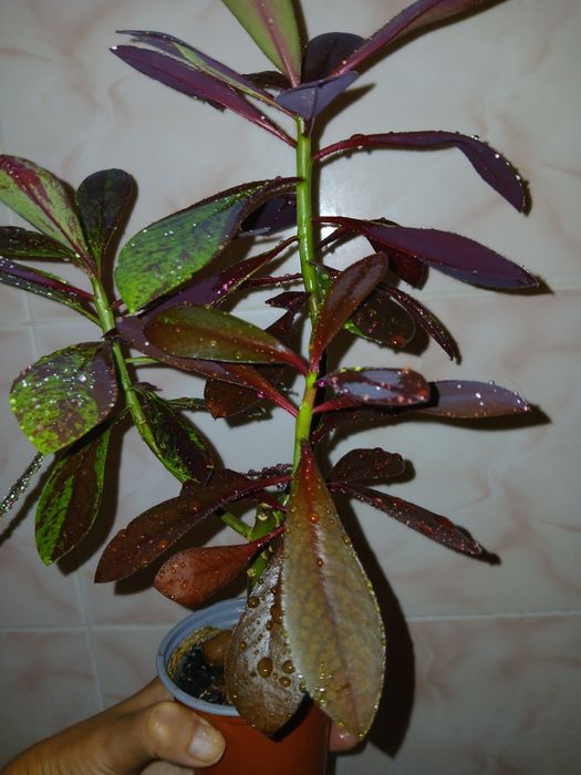 Продам сингониум, сциндапсус,синдениум.