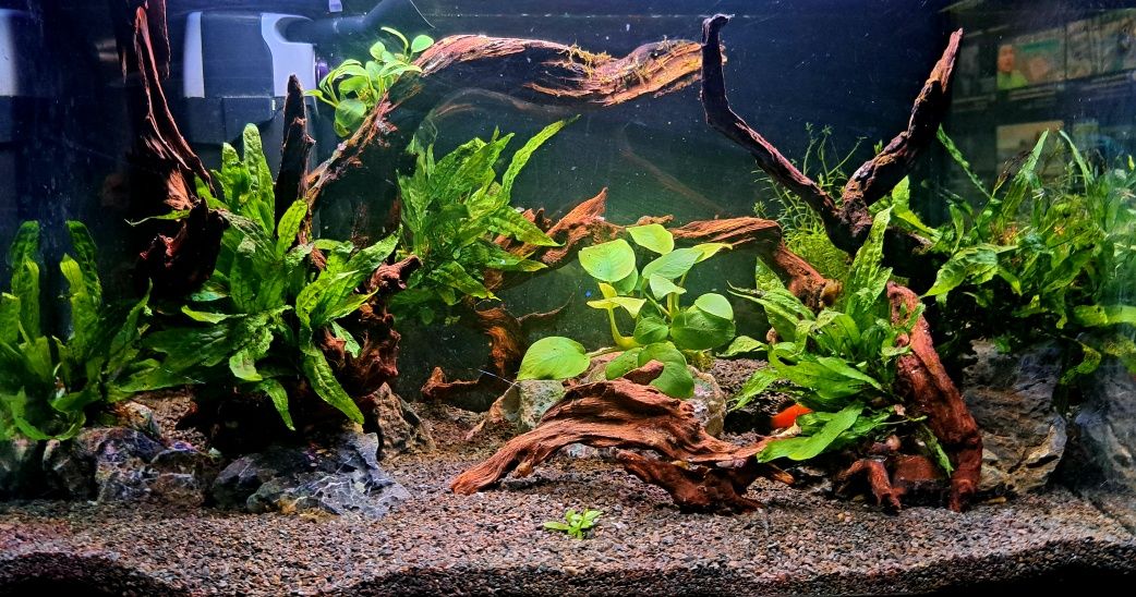 Microsorium dużą piękna ilość
