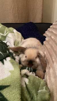 Вислоухий карликовый кролик ( mini )