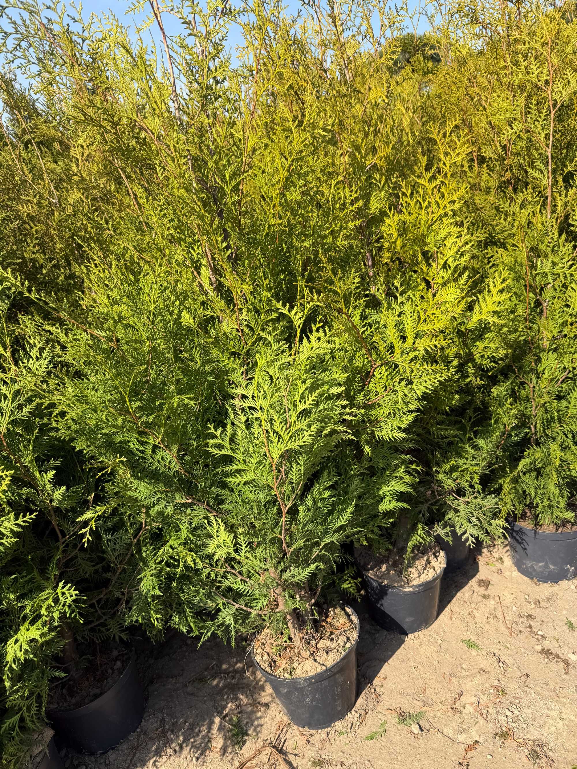 Tuja Brabant 140 cm cena 35 zł w doniczkach
