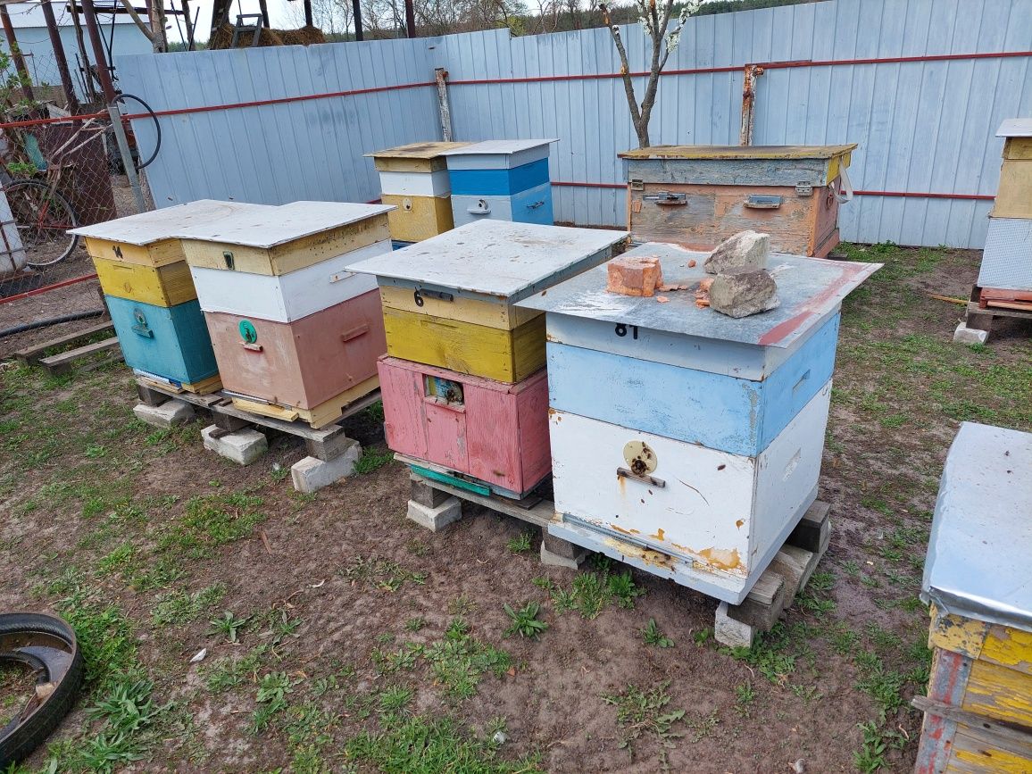 Продам семьи пчел.
