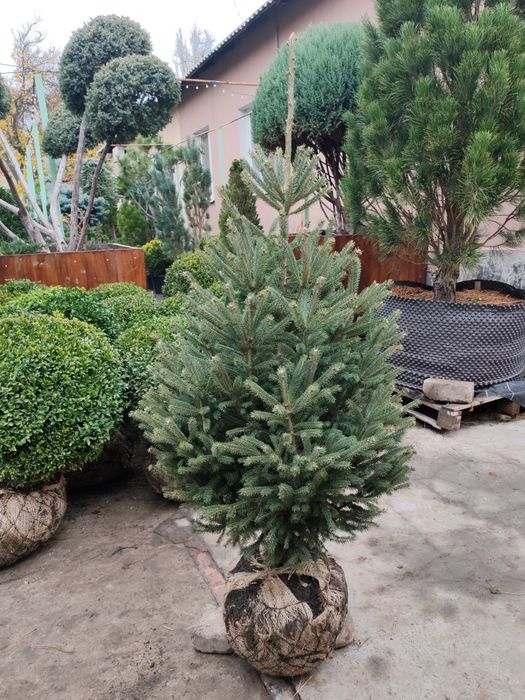 Продам Сосни, Ялинки