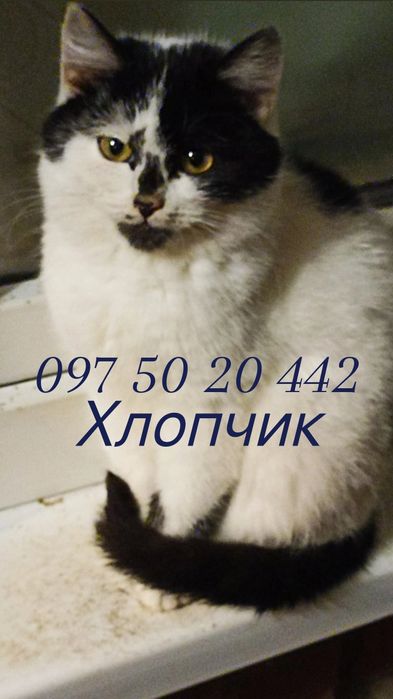 Віддам кошеня/ котика