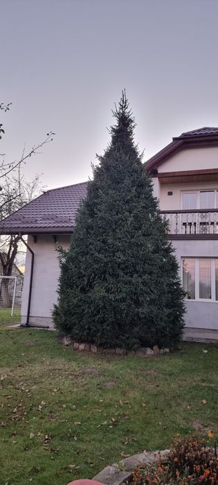 Ялинка ідеальної форми ,7 метрів.