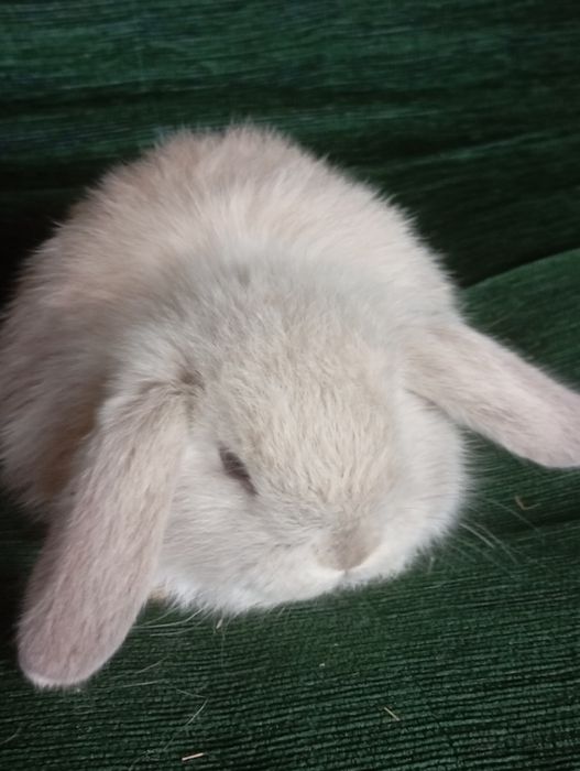 Króliczki mini lopy i karzełki Teddy
