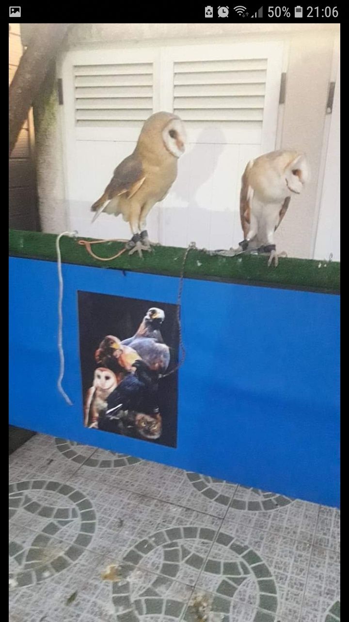 Aves para cedência