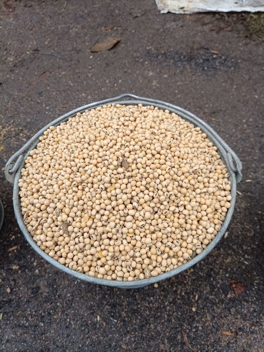 Продам сою  харчову