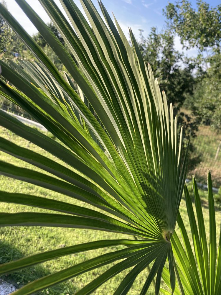 Palma Szorstkowiec Wagnerianus 160cm domowa hodowla