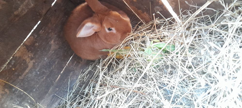 Samiec królika nowozelandzki czerwony