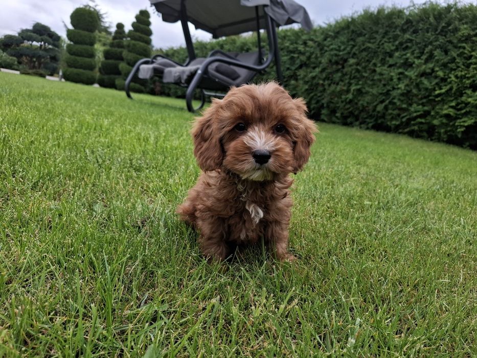 cavapoo szczeniak