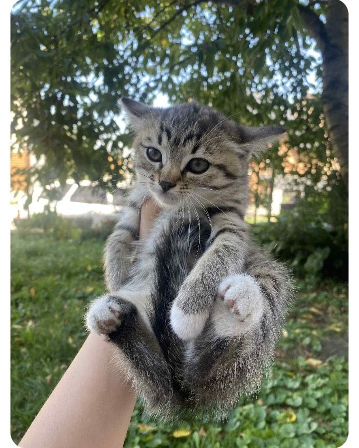 Котики в добрі руки