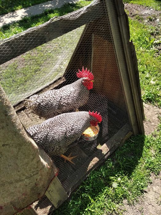 Півень, Амрокс, один рік