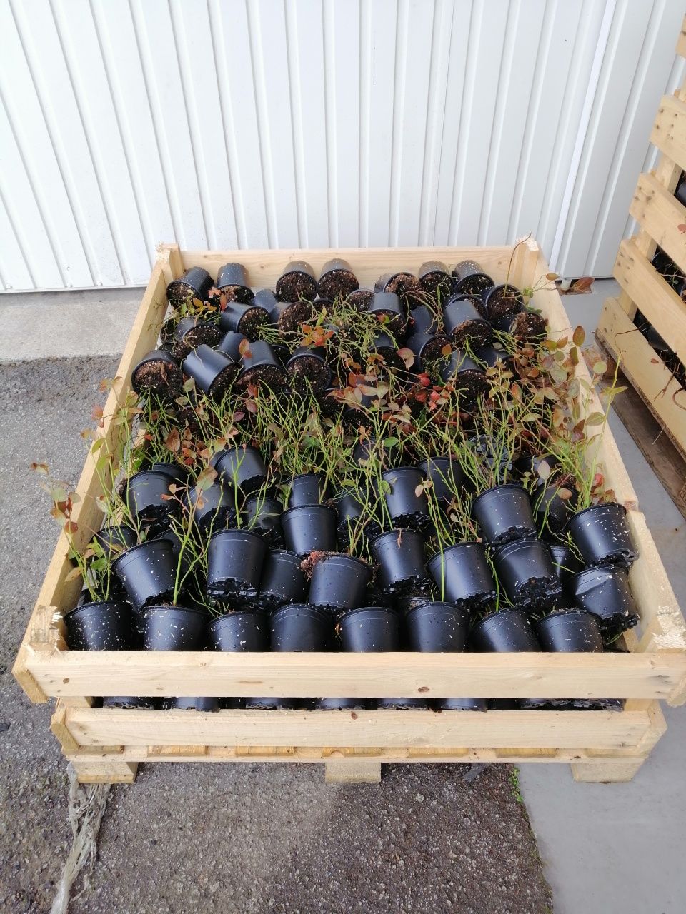 Plantas mirtilo primavera 2025