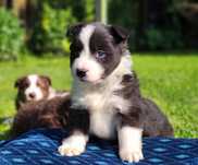 Suczki border collie