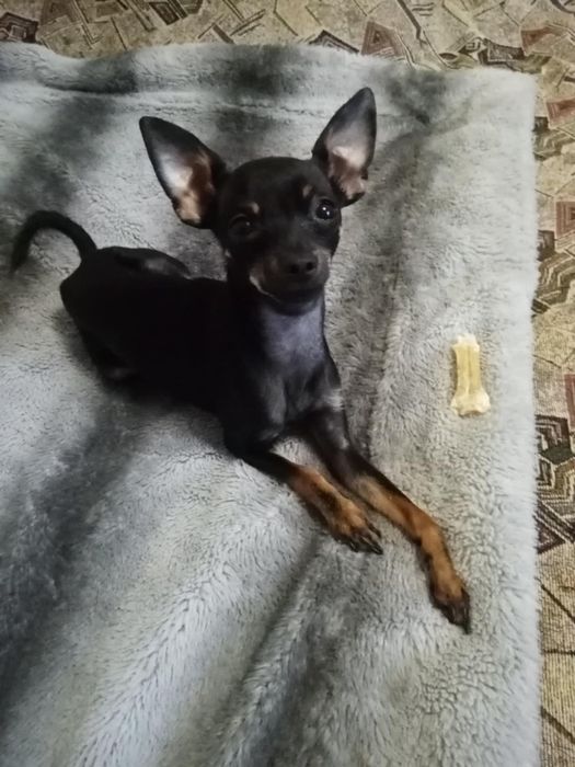 Красунчик шукає дівчинку для любові