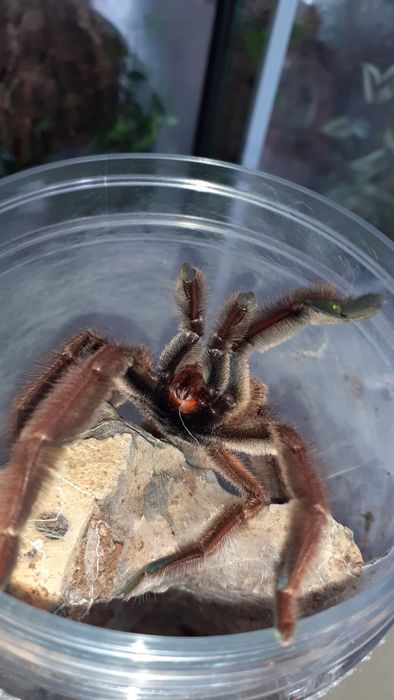 Psalmopoeus ecclesiasticus Samiec Dorosły