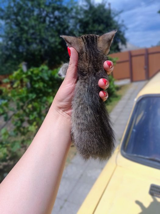 Віддам в добрі руки