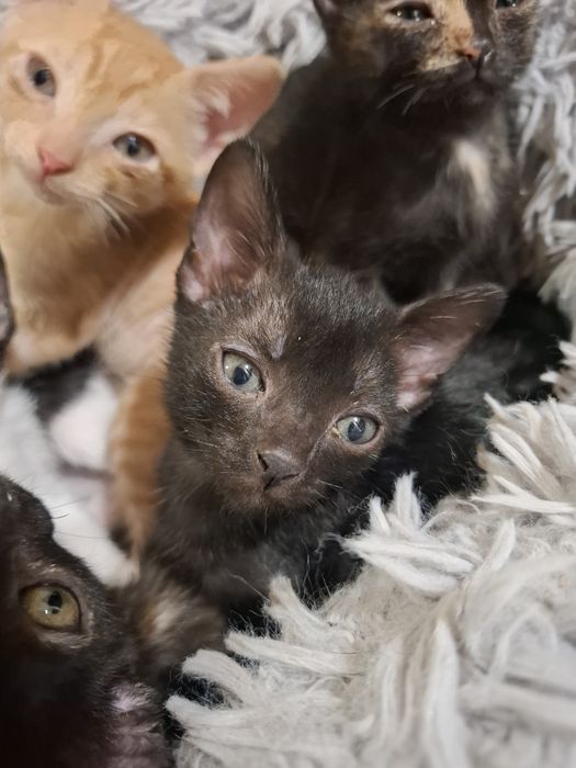Gatos bebés para adopção responsável
