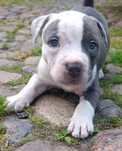 American Staffordshiere- Amstaff Blue