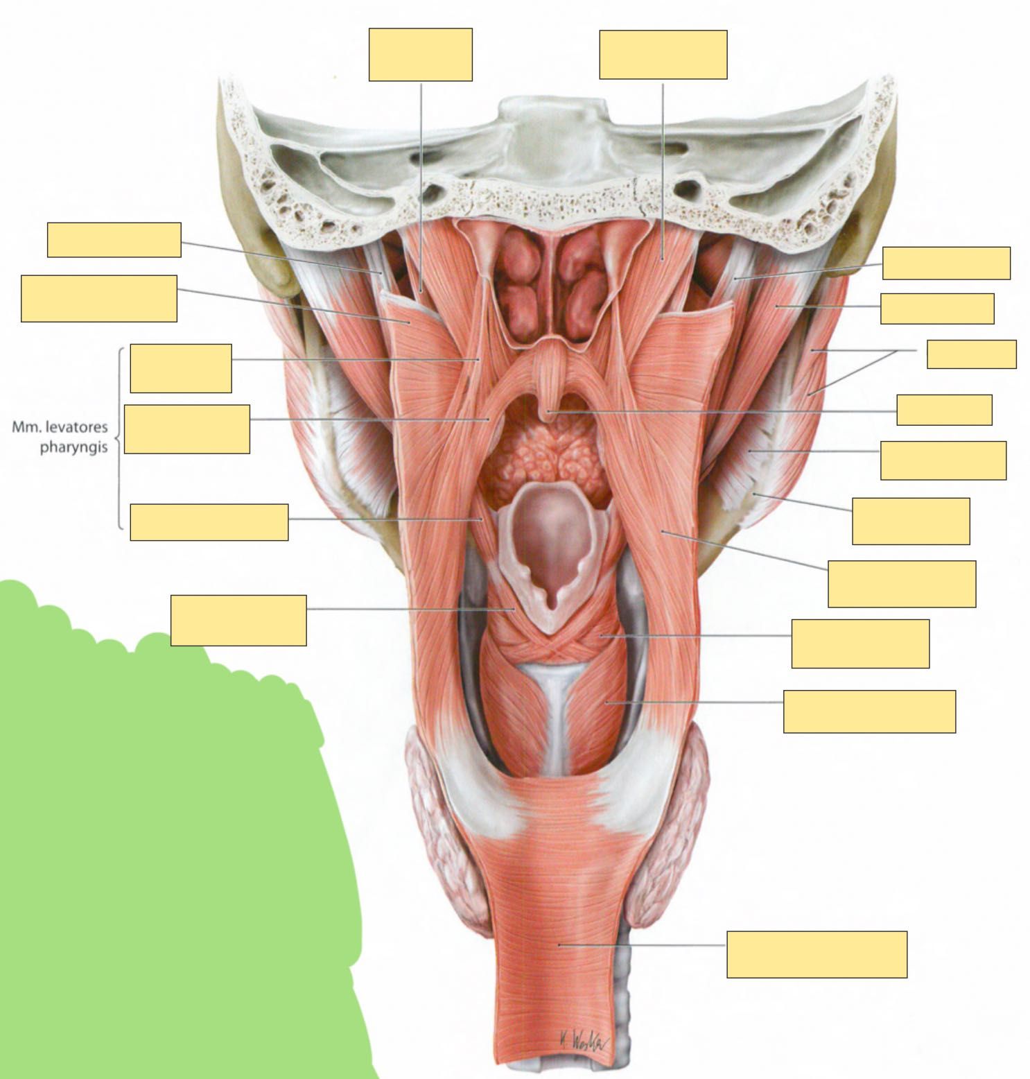 Fiszki ANATOMIA GIS - zdjęcia (Łacina + Polski!)