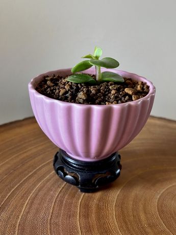 Suculenta Mini Jade Bonsai