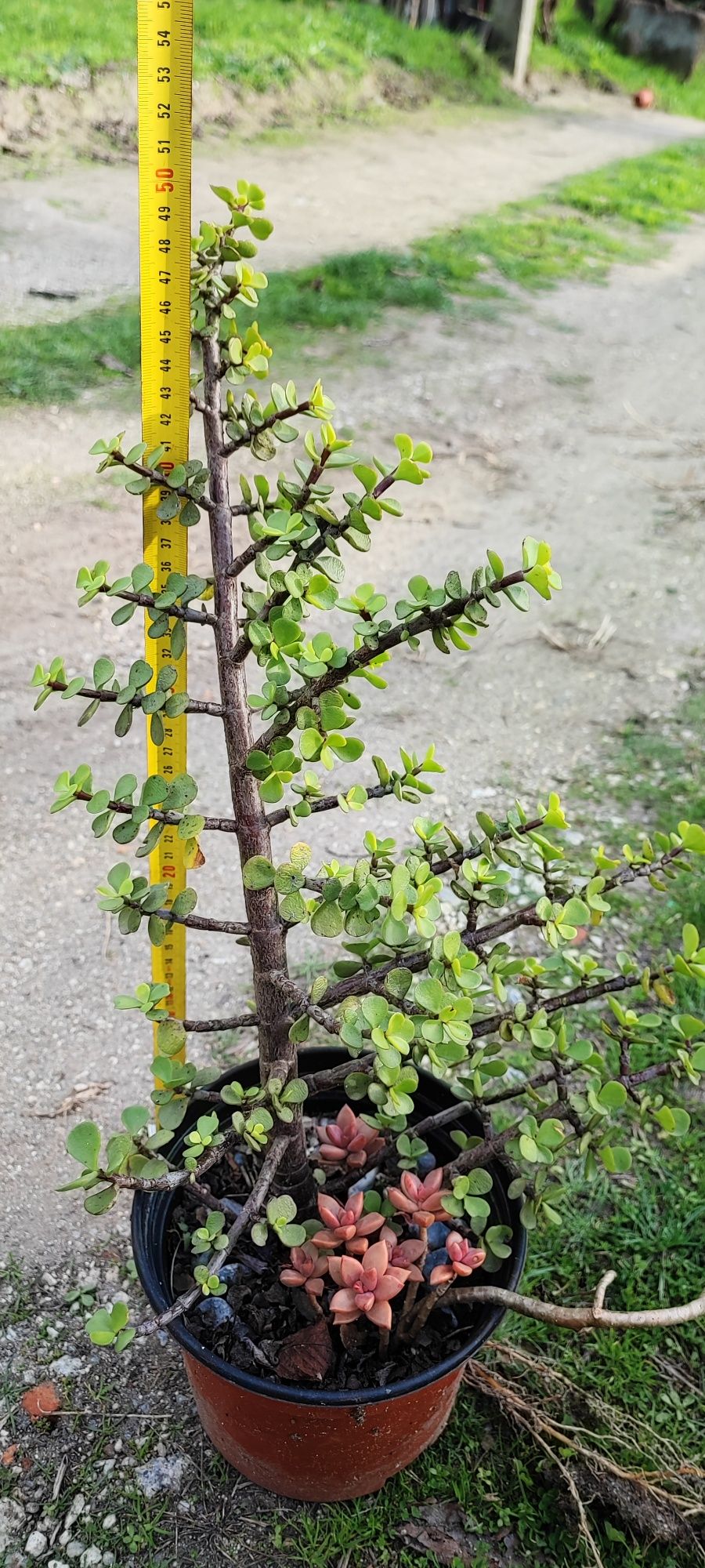 Planta suculenta