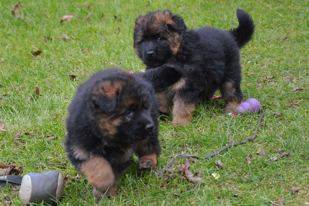 owczarek niemiecki długowłosy suczka ZKwP FCI szczeniak