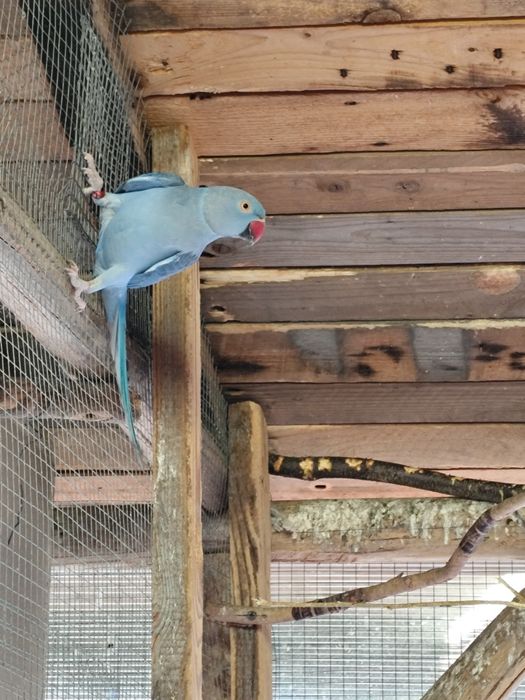 Papugi aleksandretty obrożne