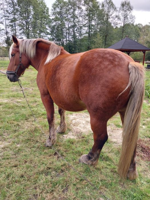 Sprzedam klacz zimnokrwistą