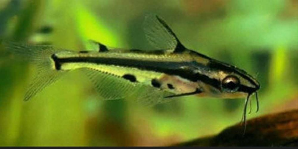 Kosatka karłowata - Sum ozdobny - Pelteobagrus ornatus - dowóz