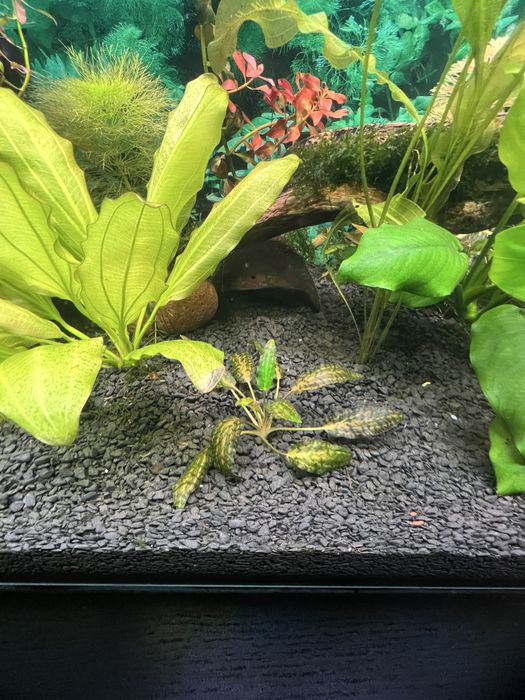 Акваруім 150 л комплект з обладнання Фіільтри Світло Київ Райдужний