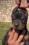 Ostatni piękny szczeniak doberman pies