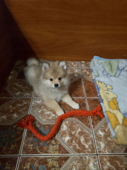 Szpic maly piesek 3 miesiące.