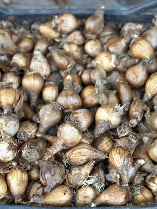 Продам  луковицю нарцисса