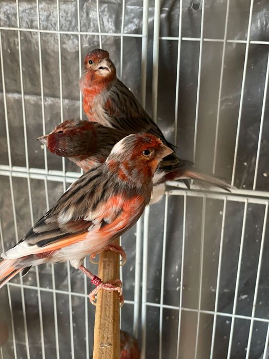 Canarios arlequim  portugues