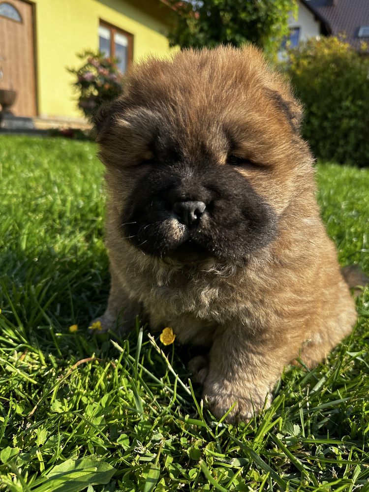 Chow Chow Piesek