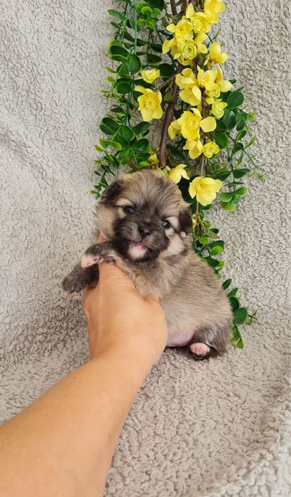 Excelente menina miniLulu da Pomerânia/ Spitz Alemão Anão de Qualidade
