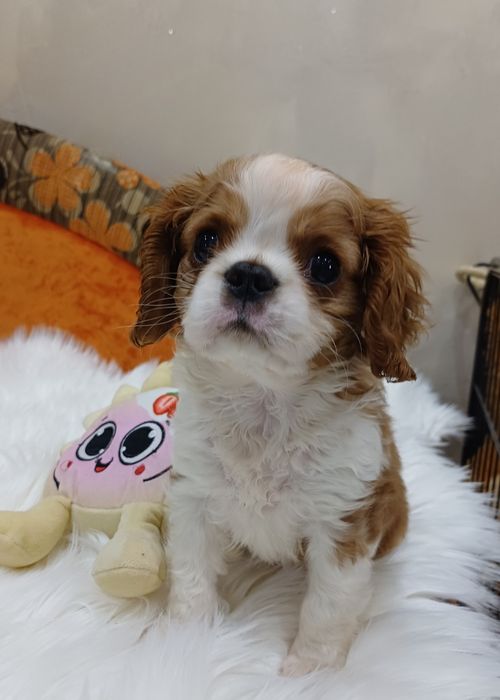 Cavalier King Charles Spaniel