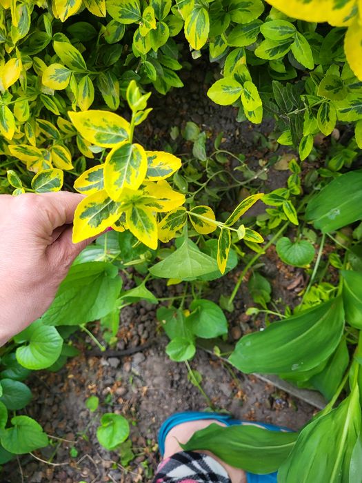 Бересклет многолітній саженці