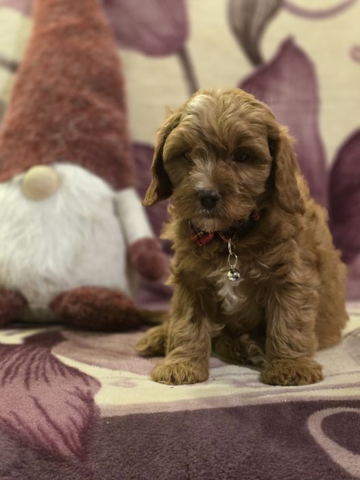 Cavapoo f1 piesek szczenię do odbioru z metryką