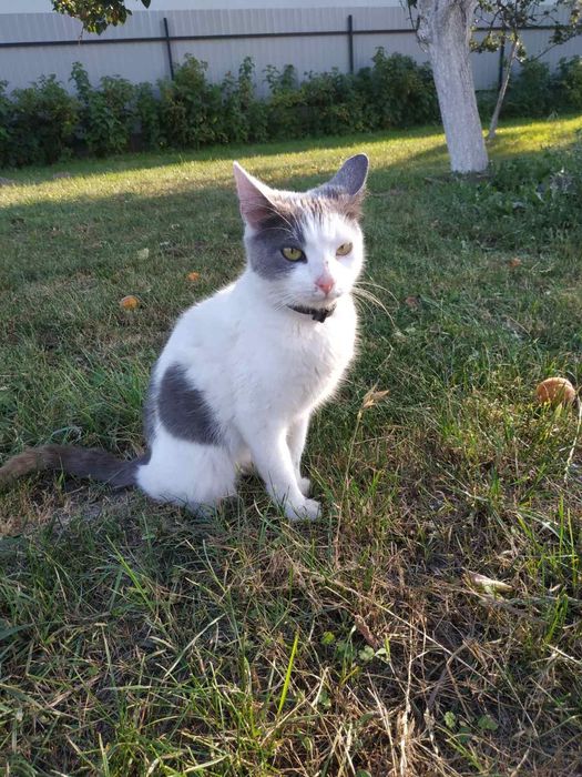 Віддам гарну кішечку