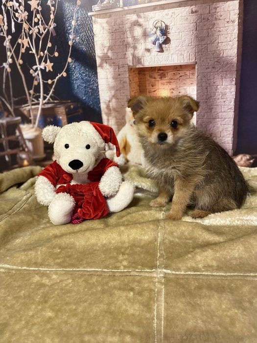 Красавчик йоркопом!