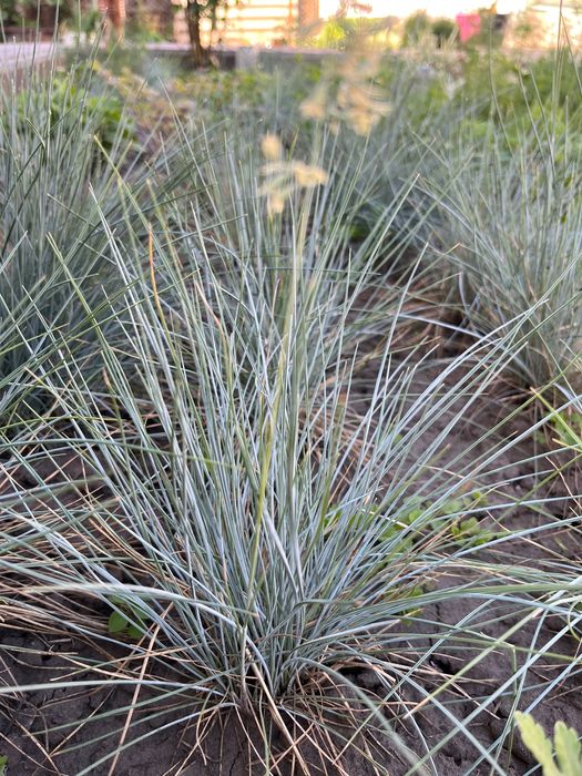 Вівсяниця сиза. Овсяница сизая.Овсяница голубая..Фестука.