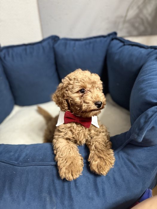 Uroczy chlopczyk - Pudel miniaturka RED