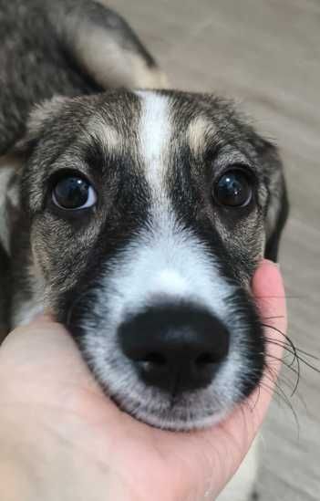 cachorro porte médio